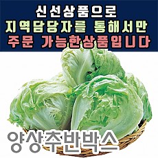 양상추